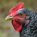 Kruiler-chicken