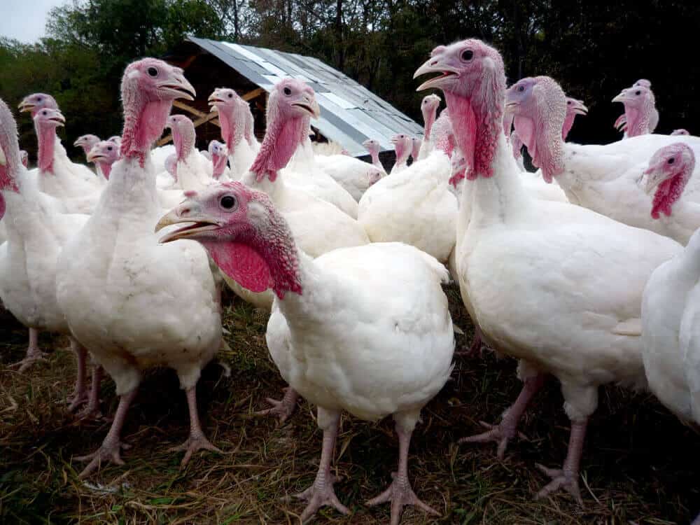 হোয়াইট হল্যান্ড টার্কি (White Holland turkey)