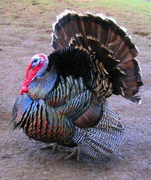bronze-turkey