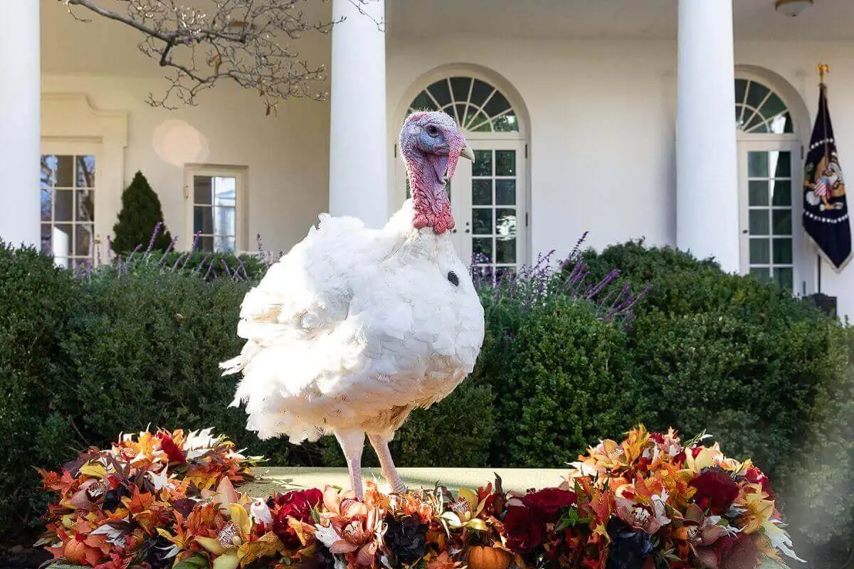 broad-breasted-white-turkey