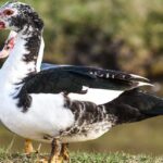 muscovy-duck