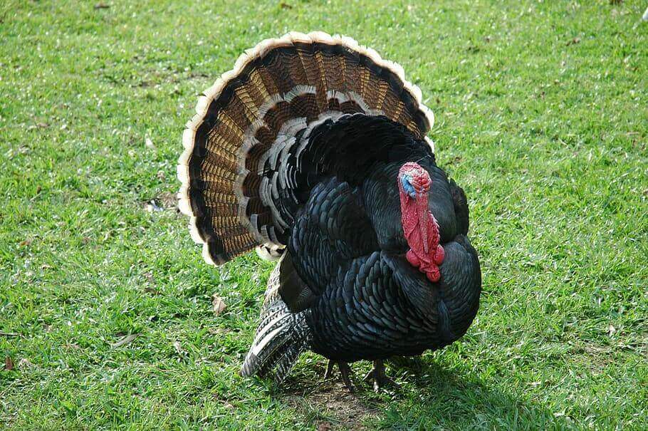 black_turkey