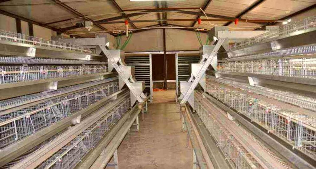 Automatic 3 tier layer cage system
