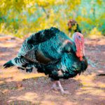 two black turkeys