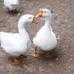 two white ducks