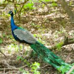 green and blue peacock in forest