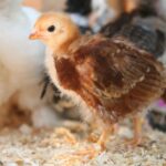 brown chick
