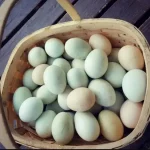 duck-eggduck-egg