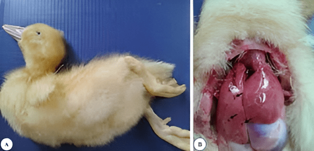 duck viral hepatitis