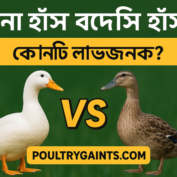 চিনা হাঁস বনাম দেশি হাঁস – কোনটি লাভজনক?