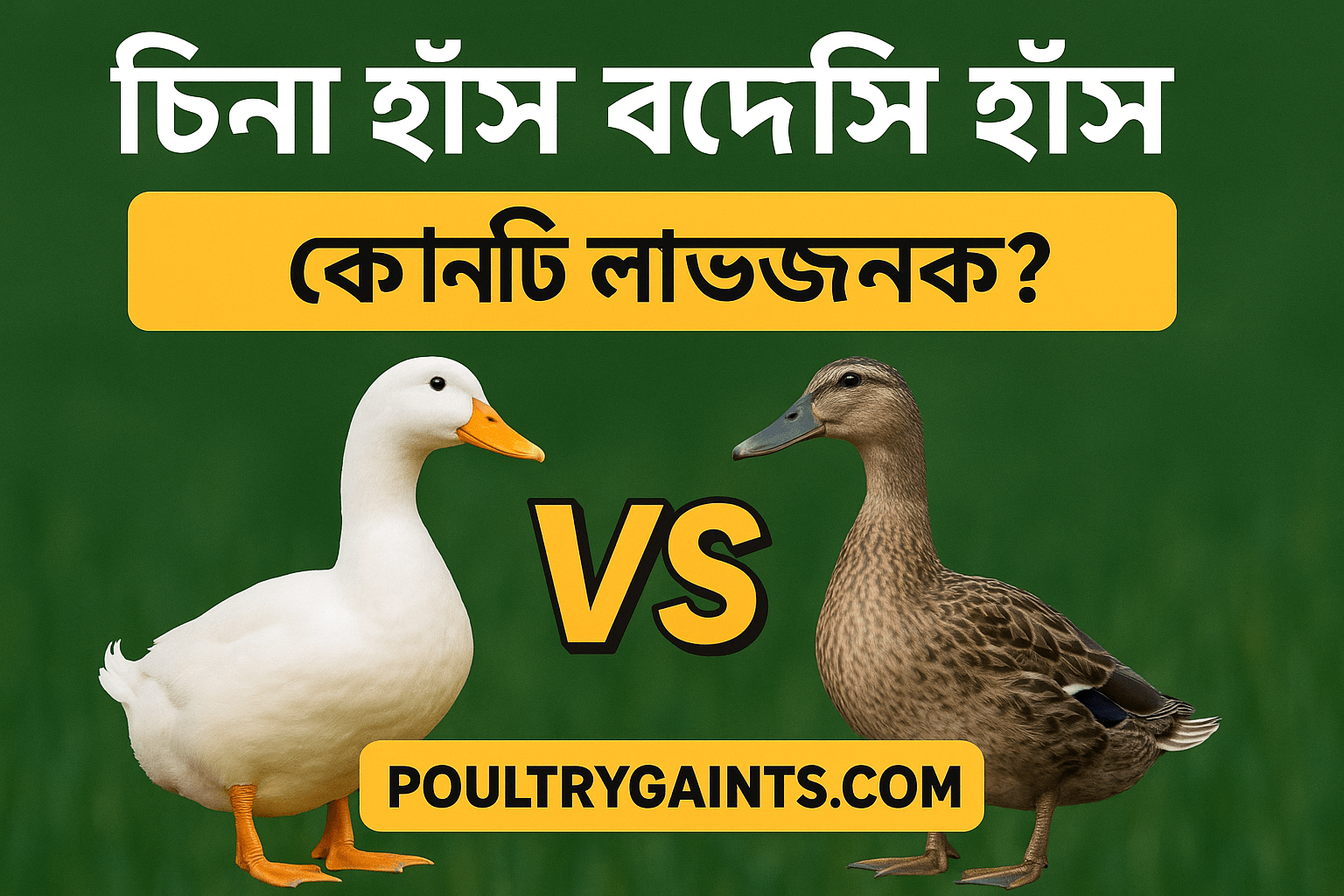 চিনা হাঁস বনাম দেশি হাঁস – কোনটি লাভজনক?